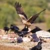 Hides Fotográficos para aves necrófagas Aínsa/Pirineo aragonés - FCQ