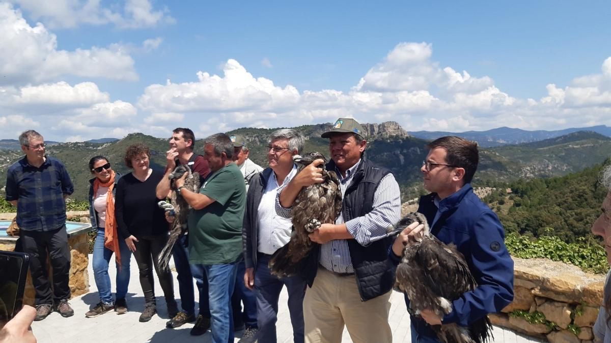 Transición Ecológica introduce 3 jóvenes quebrantahuesos en la Tinença de Benifassà (Castellón)