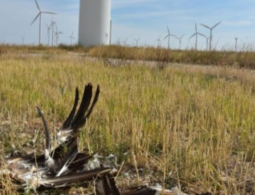 Al menos 9000 aves han muerto en España tras impactar con aerogeneradores en los últimos tres años.