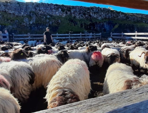 Desparasitación de las ovejas de «Ganadería Pro-Biodiversidad»