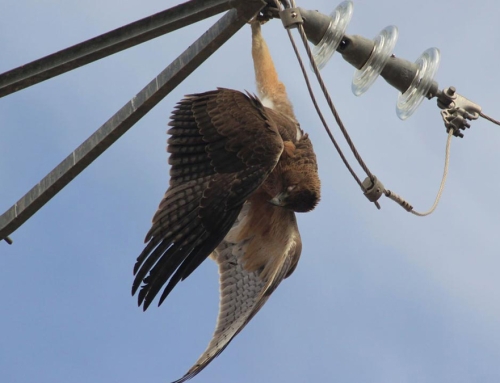 SOS Tendidos Eléctricos reclama una nueva normativa sobre tendidos eléctricos y aves.