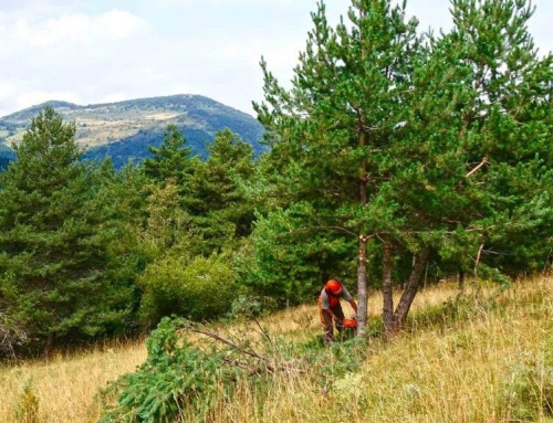 Dos millones de euros para prevenir grandes incendios con la gestión forestal en Aínsa y Lérida.