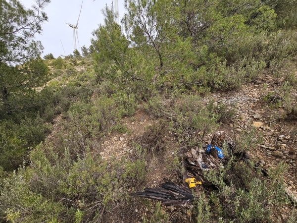 Muere por primera vez en España un quebrantahuesos golpeado por un aerogenerador.