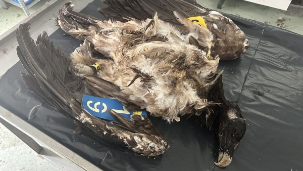 The ecologists raise to the prosecutors of Teruel and Castellón the first death of a bearded vulture in a wind turbine.