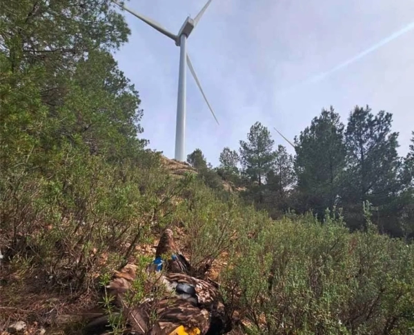 Jorge Pueyo asks the Spanish Government about the death of a bearded vulture by a wind turbine in Maestrazgo.