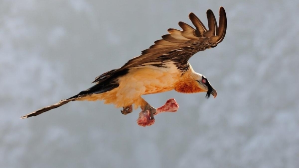 Bearded vulture in Izaga.