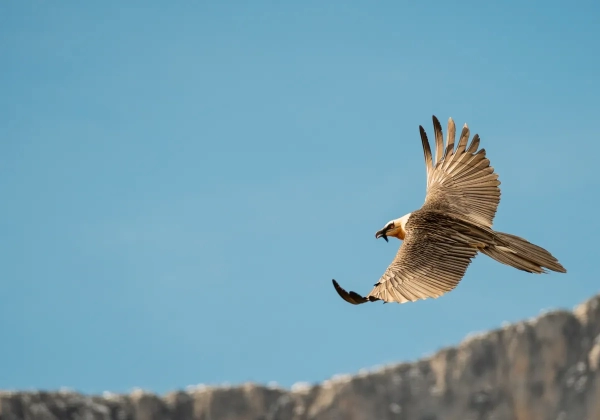 Inauguration of a permanent station to study the impact of climate change on the bearded vulture.