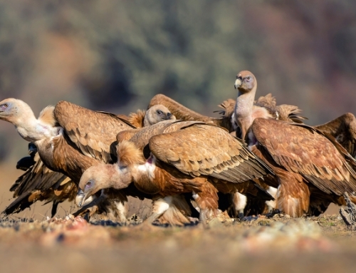 Noviercas contará con un muladar para alimentar a aves carroñeras.