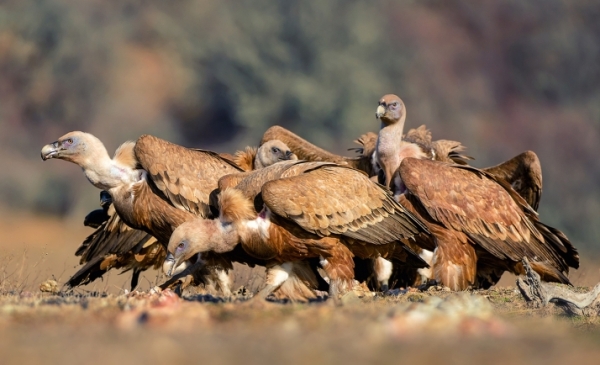 Noviercas will have a midden to feed scavenger birds.