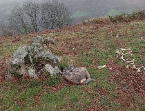 Investigan a un ganadero en Navarra por la muerte de 6 buitres intoxicados con pentobarbital tras alimentarse de unas vacas.