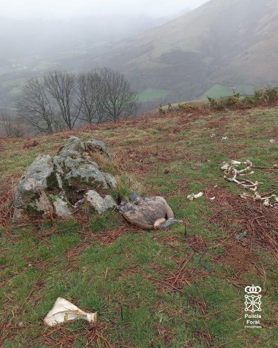 A farmer in Navarra is investigated for the death of 6 vultures intoxicated with pentobarbital after feeding on cows.