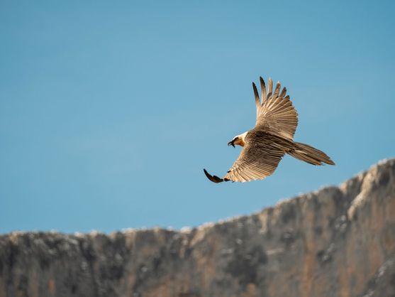 It was called Masía and was killed by a windmill.