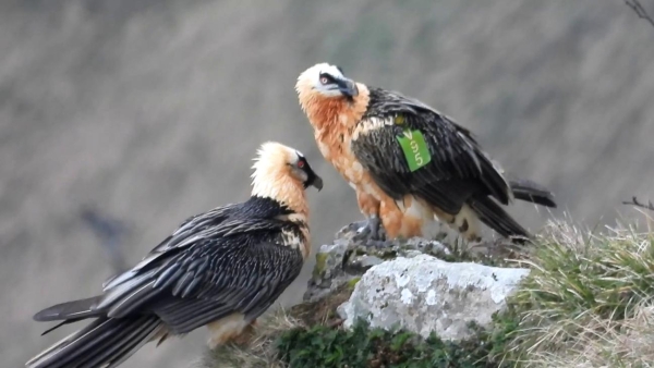 The bearded vulture &apos;Araitz&apos; is already flying in Aralar.