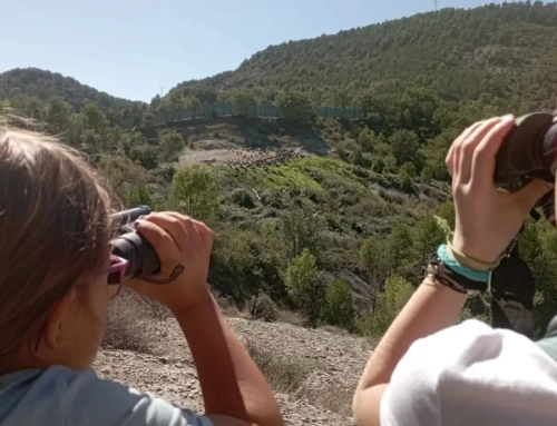 Entre las aves, por la Sierra de Partara.