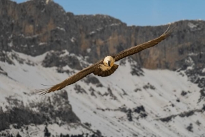 Entre las aves, por la Sierra de Partara.