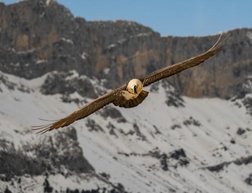 Twenty-one bearded vulture chicks have fledged in Aragon this season.