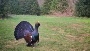 Entre las aves, por la Sierra de Partara.