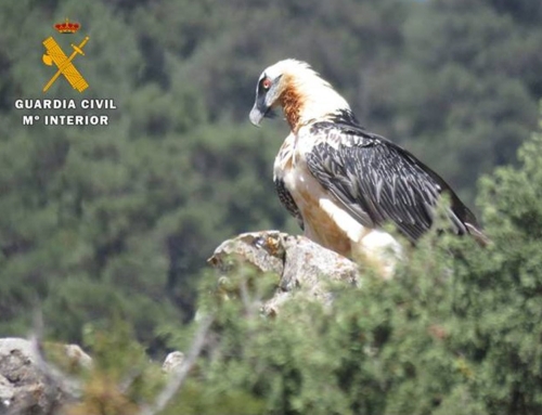 The Seprona arrested a man for shooting a bearded vulture in Nerpio (Albacete).