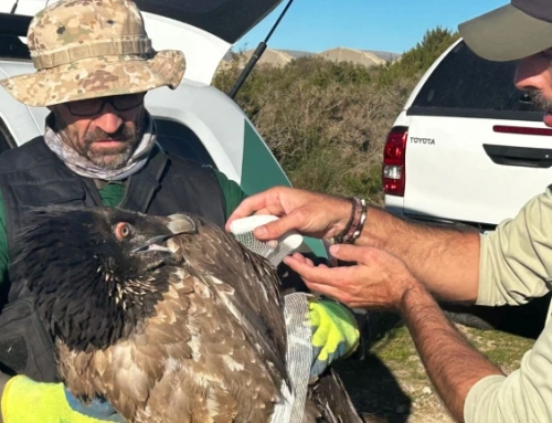 Agentes de Medio Ambiente recuperan un ejemplar de quebrantahuesos en Punta Entinas-Sabinar.