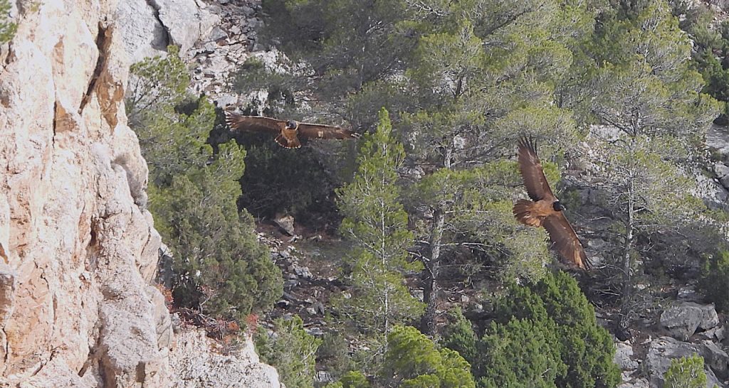 Entre las aves, por la Sierra de Partara.