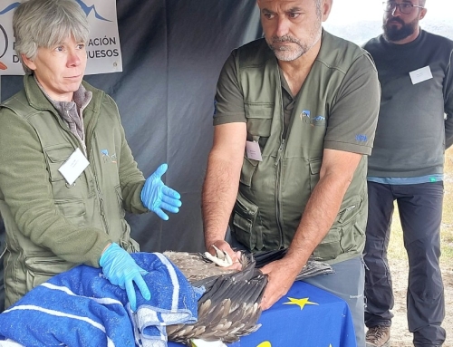 Apoyo a la reintroducción del quebrantahuesos en Gredos.