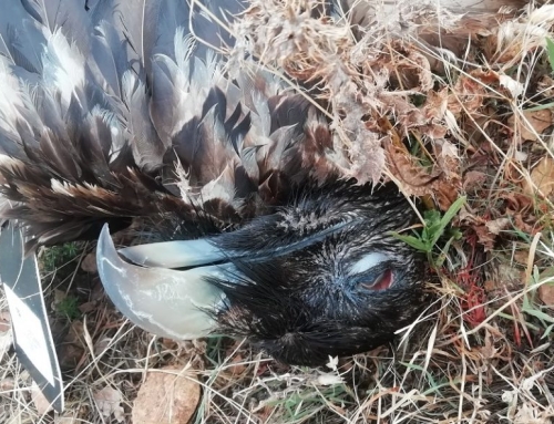 La mortalidad de aves en tendidos eléctricos de Aragón entre 2023 y 2024.