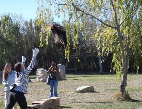Nueve pollos de milano real echan a volar en La Alfranca en el marco del programa de cría en cautividad.
