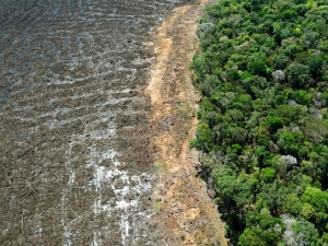 Entre las aves, por la Sierra de Partara.