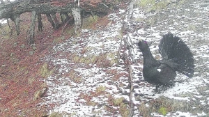 Entre las aves, por la Sierra de Partara.