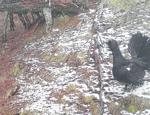Avanzan los trabajos para contabilizar la especie del urogallo en la provincia.