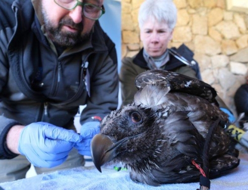 El quebrantahuesos encuentra hogar en Picos de Europa y Gredos.