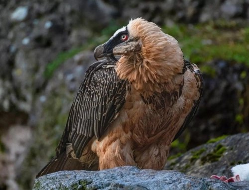 Expertos avanzan en el regreso del quebrantahuesos a Cádiz, una especie perdida en la Sierra de Grazalema hace casi un siglo.