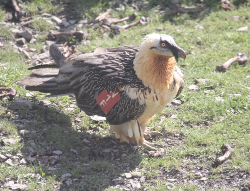 Quebrantahuesos marcados reproduciéndose en el Pirineo francés 2025.