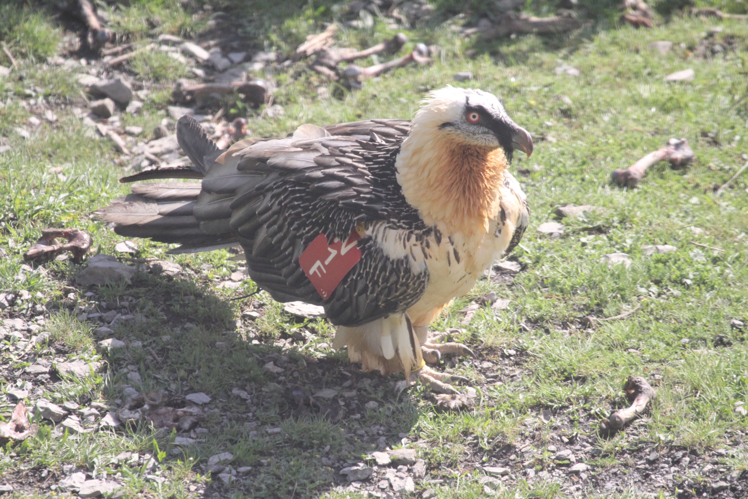 Bio For Piri cierra con éxito 