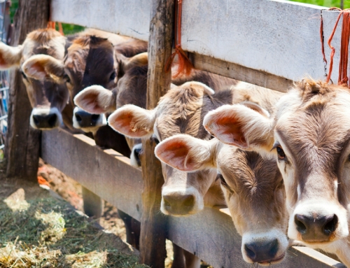 Sugerencias al uso de ivermectina en el Parque Nacional de Ordesa y Mte. Perdido