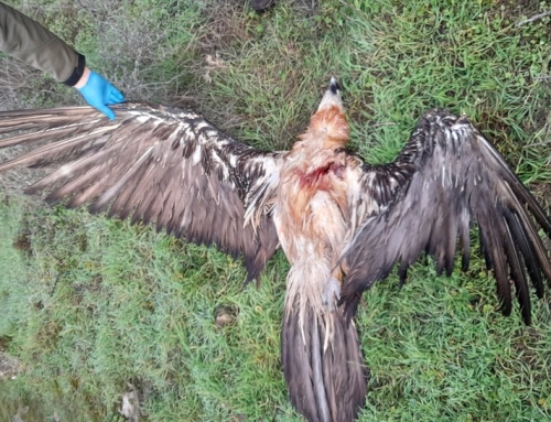 Quebrantahuesos heridos o muertos en el Pirineo aragonés en 2025.