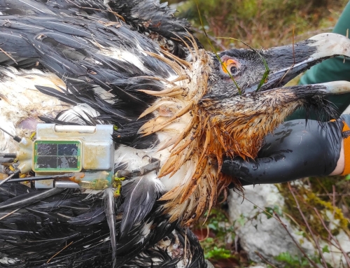 La Fundación para la Conservación del Quebrantahuesos comunica la muerte por envenenamiento del ejemplar ‘Centenario’ de Picos de Europa.