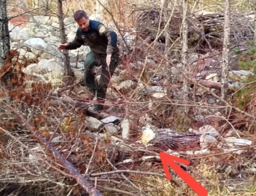 Un equipo de APN rescata un quebrantahuesos herido en el Pirineo oscense.