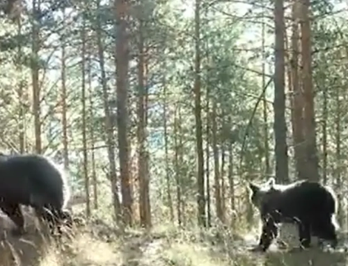 Bajan los ataques al ganado en el Pirineo aragonés pese a crecer la población de osos.