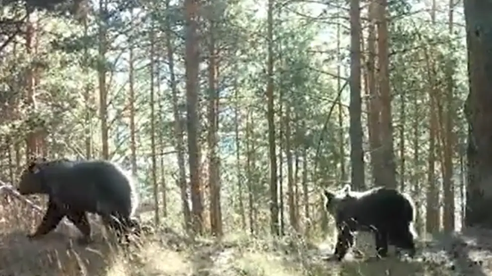 la-osa-claverina-con-el-primer-osezno-nacido-en-aragon-en-50-anos Bio For Piri cierra con éxito