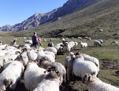 Celebramos el noveno aniversario de los Lechazos Pro-Biodiversidad y reforzamos nuestro compromiso con la ganadería de alta montaña