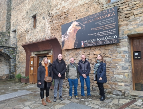 Redeia apoya a la FCQ en el programa para mejorar el éxito reproductivo del quebrantahuesos en el Pirineo aragonés.