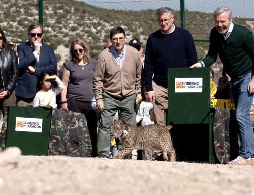 Comienza la reintroducción del lince ibérico en Aragón: sueltan a la primera pareja en la estepa zaragozana.