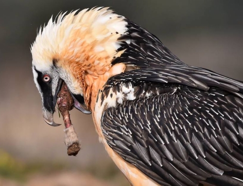 Quebrantahuesos en el Maestrazgo (Teruel y Castellón) 2025.