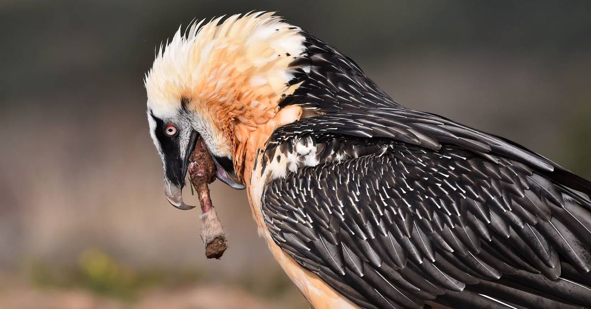 5bf4138c-9a5c-4736-918a-d0f622a5bfe4_facebook-aspect-ratio_default_0 Bio For Piri cierra con éxito