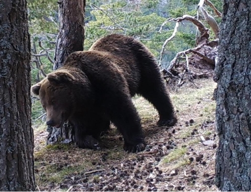 Aragón registra en 2025 la presencia de 8 osos pardos.