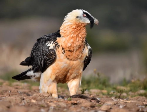 Malaria aviar en aves carroñeras: detectan por primera vez estos parásitos en quebrantahuesos.