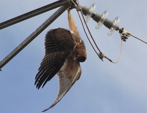 El MITECO debe aprobar ya el Real Decreto para proteger a las aves del impacto de los tendidos.