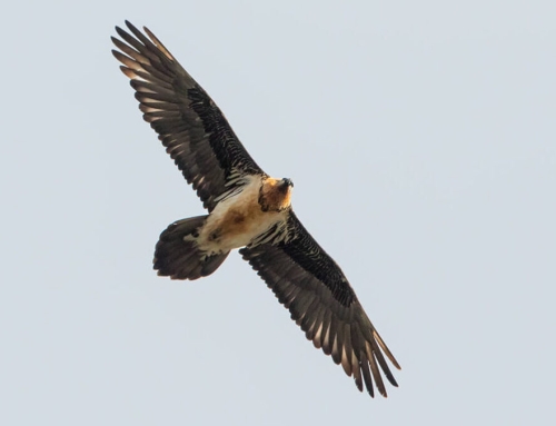 El quebrantahuesos en Andalucía 2025.