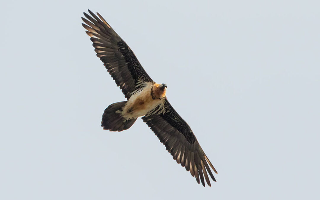 CRIA-DE-QUEBRANTAHUESOS-1080×675 Bio For Piri cierra con éxito